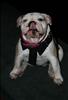 Thailand Talent - MC, Pretty, Singers, Dancers, Promotion Girls, Modeling, Recruitment Agency For The Entertainment Industry Bangkok - www.thailandtalent.com?OurDogs